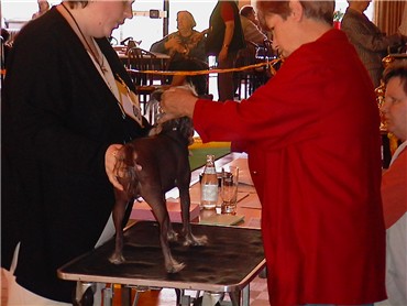 harmonisch typ. Kopf